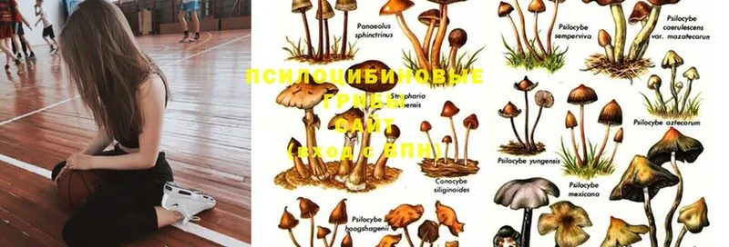 ссылка на мегу ссылка  Зея  Псилоцибиновые грибы Psilocybe  купить наркоту 